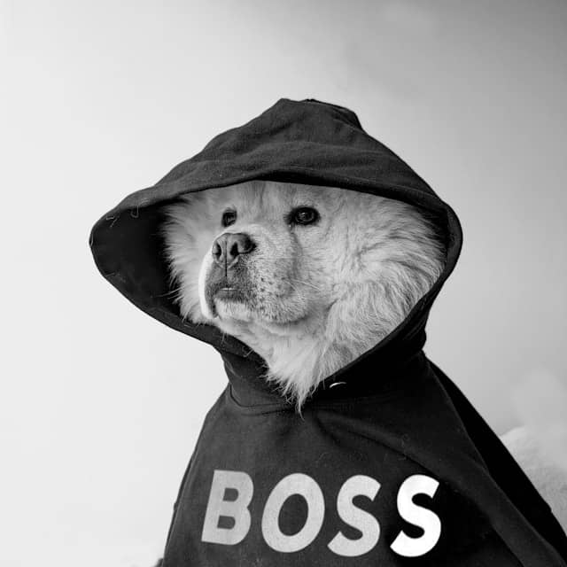 Photo of a dog in a hoodie emblazonded with the word BOSS