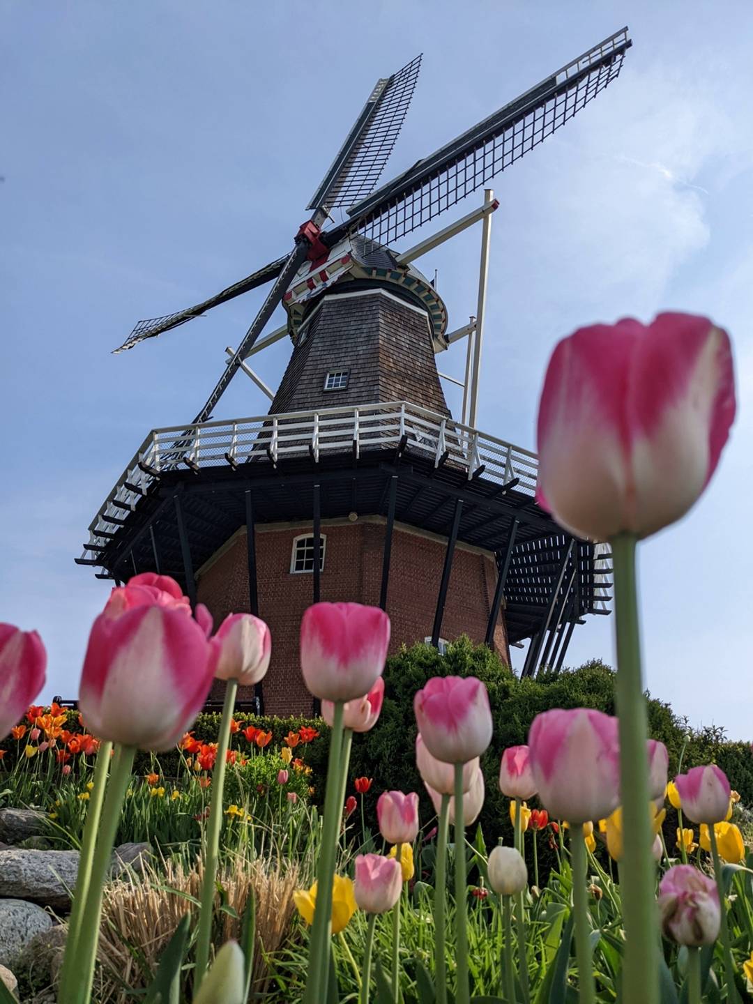 Historic De Zwaan windmill rises above blooming pink, white, and yellow tulips at Windmill Island Gardens in Holland, Michigan. The colorful spring flowers frame the authentic Dutch windmill, creating one of the area's most iconic views during tulip seaso