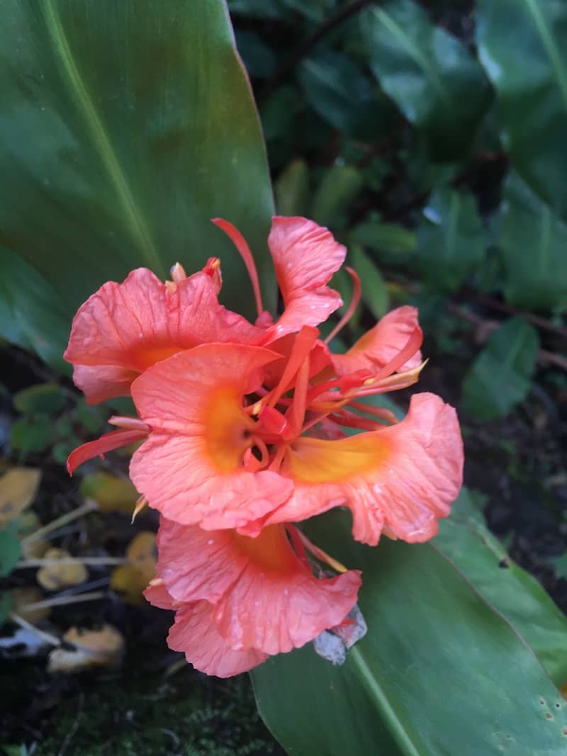 A vibrant coral ginger flower blooms amongst green leaves.