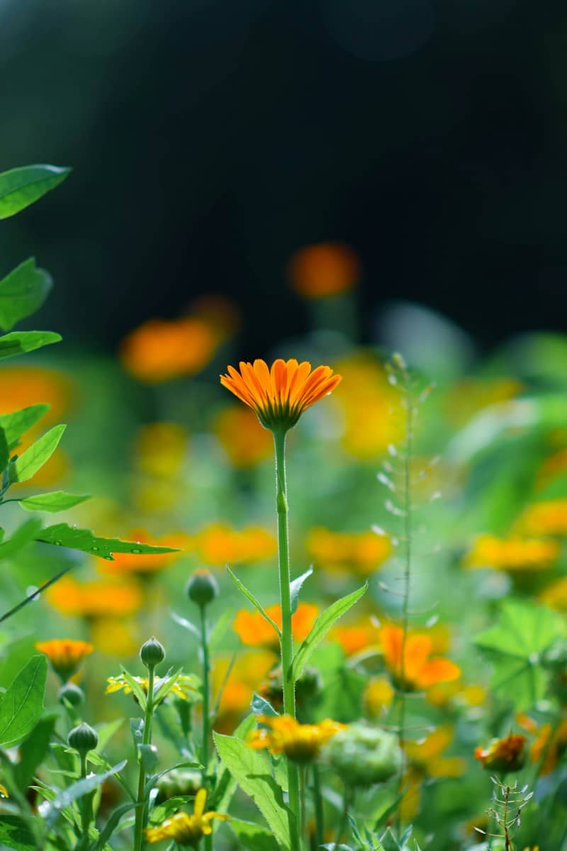 A single bright orange calendula flower in a sunlit garden with blurred foliage