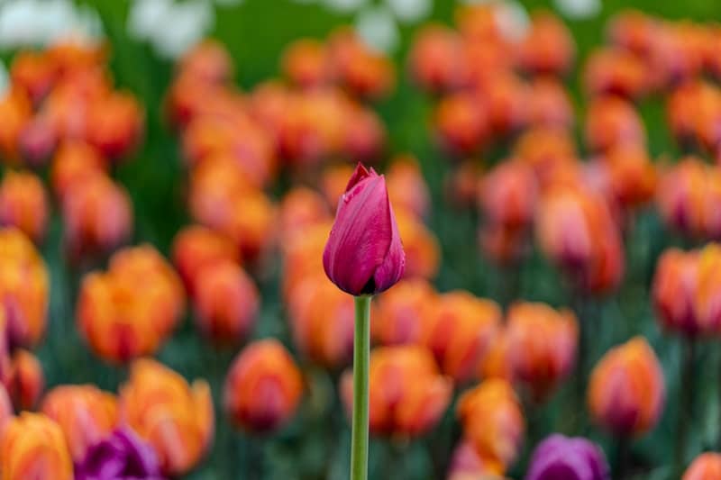 A single purple tulip bud centered before a field of blurred orange tulips.