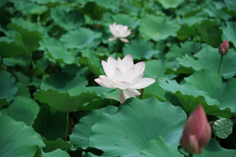 A white lotus flower blooming among large green lily pads in a pond
