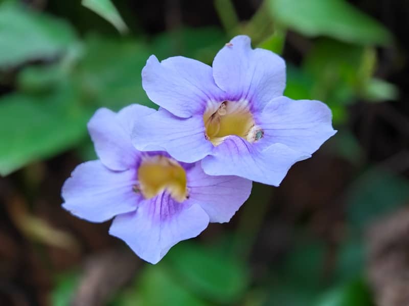 Two light purple flowers with yellow centers against a blurred green background.
