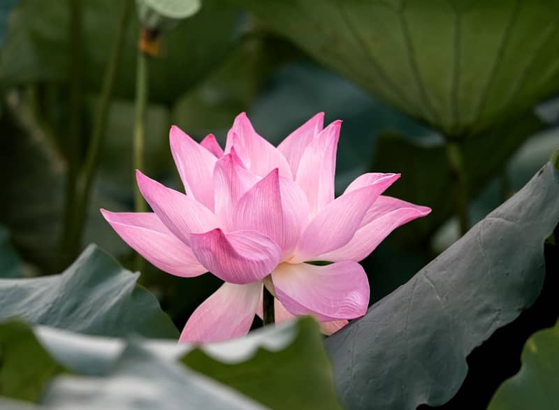 A pink lotus flower blooming among large green leaves in a pond