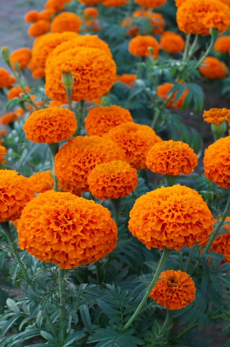Vibrant orange marigolds bloom in a garden