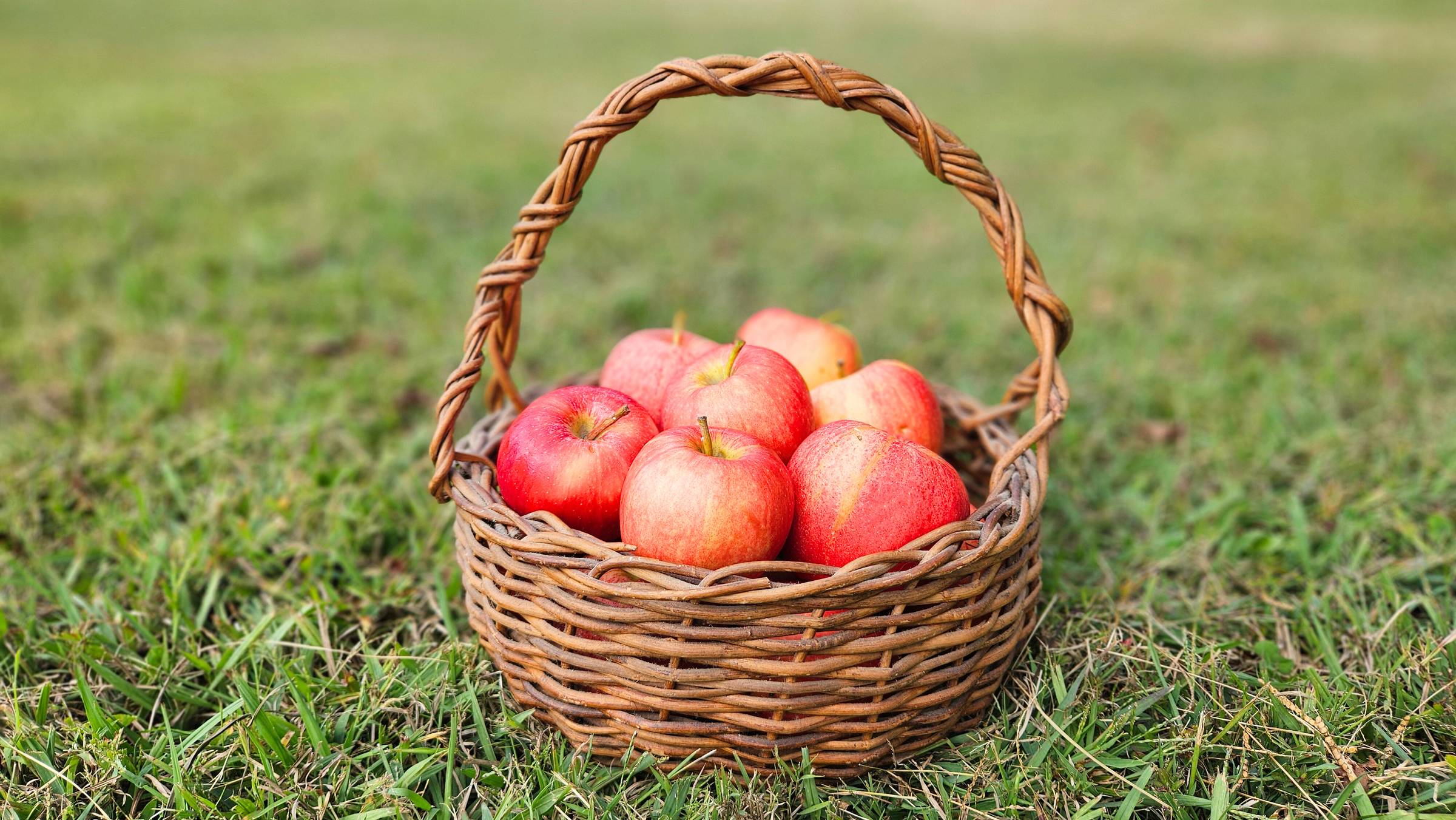 A brown wicker basket of organic red apples outside in the grass.