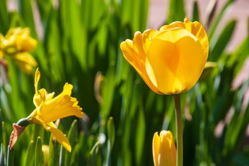 Yellow tulip and daffodils bloom in sunlight