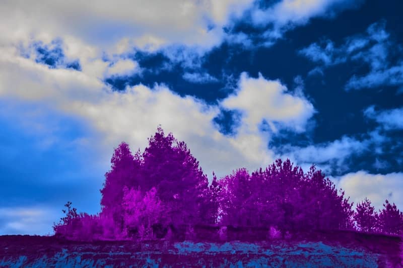 Purple trees against a blue and white sky
