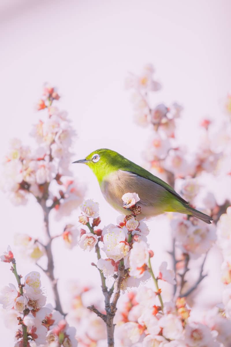 A small bird perched on a blooming cherry blossom branch.