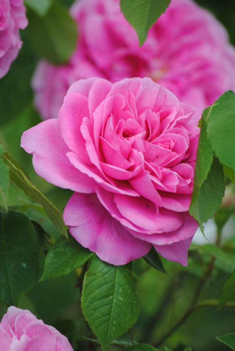 A beautiful pink rose blooms in the garden.