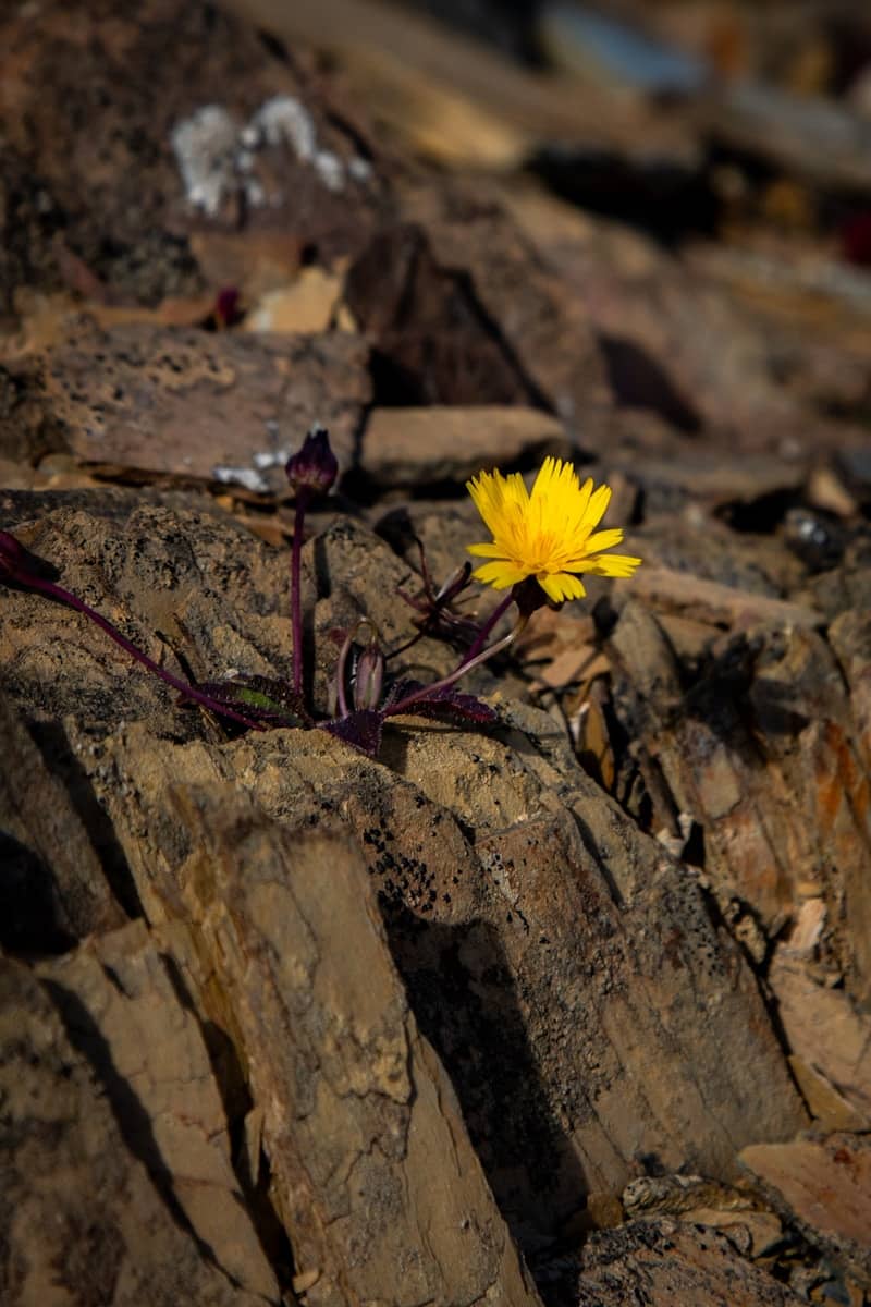 A yellow flower grows from a rocky crevice.