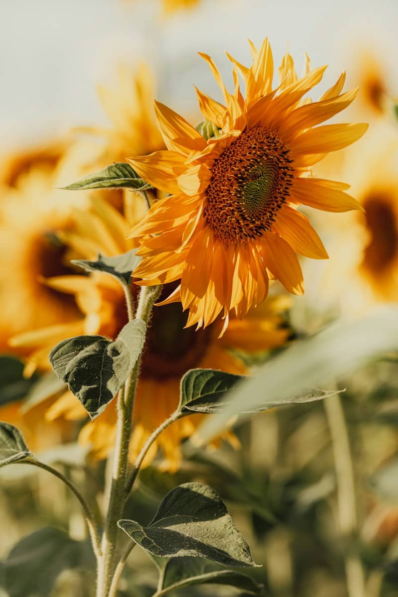 A bright yellow sunflower in a field under warm golden light