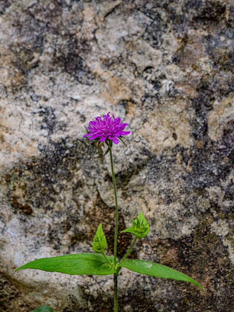 A purple flower stands against a textured stone wall.