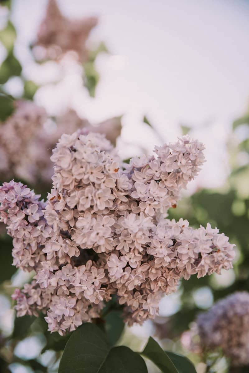 A beautiful cluster of light purple lilac flowers in bloom.