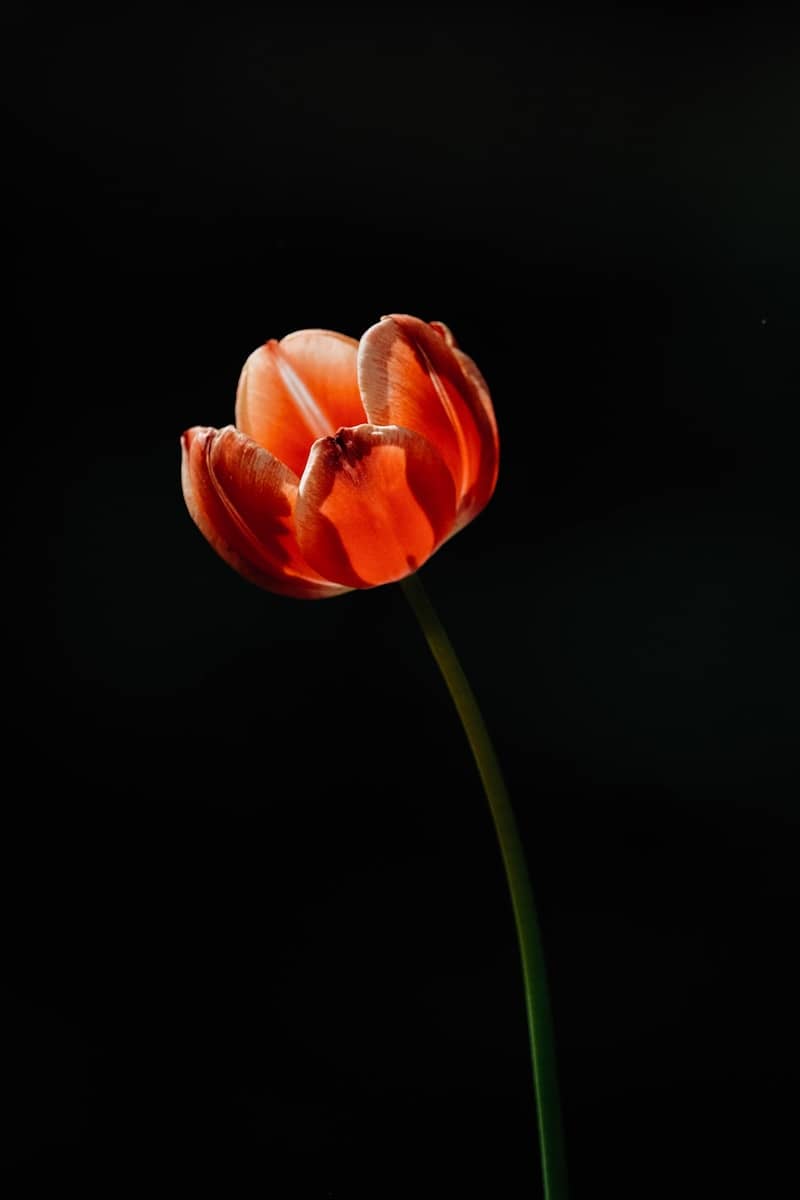 A single red tulip against a black background