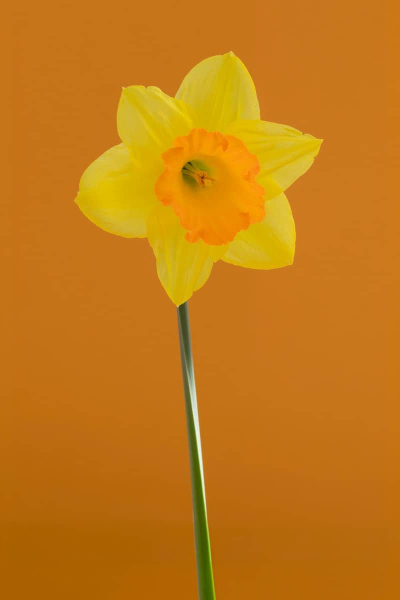 A single yellow daffodil with an orange center.