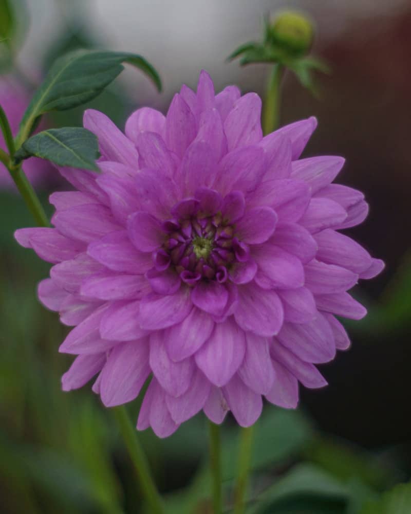 A close up of a purple flower with green leaves