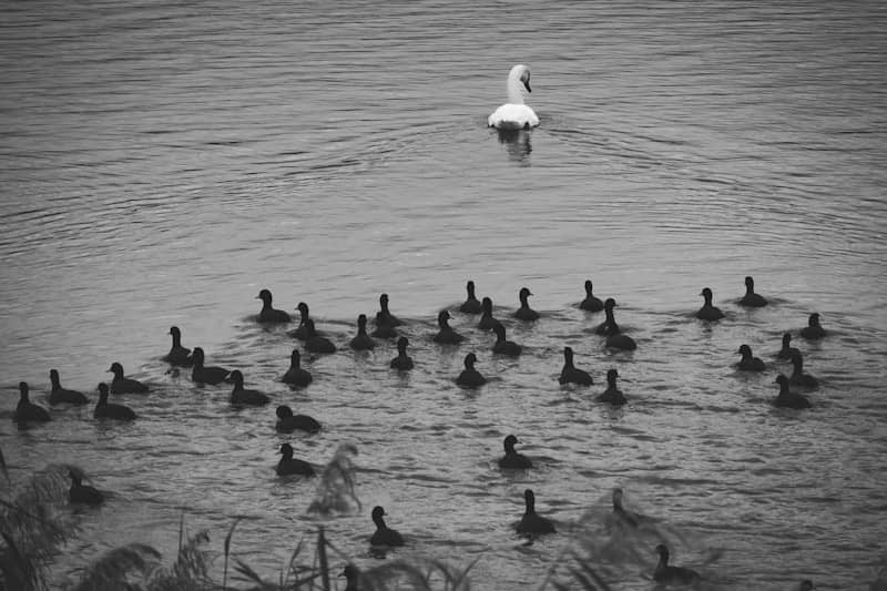 A lone swan swims ahead of a flock of ducks.