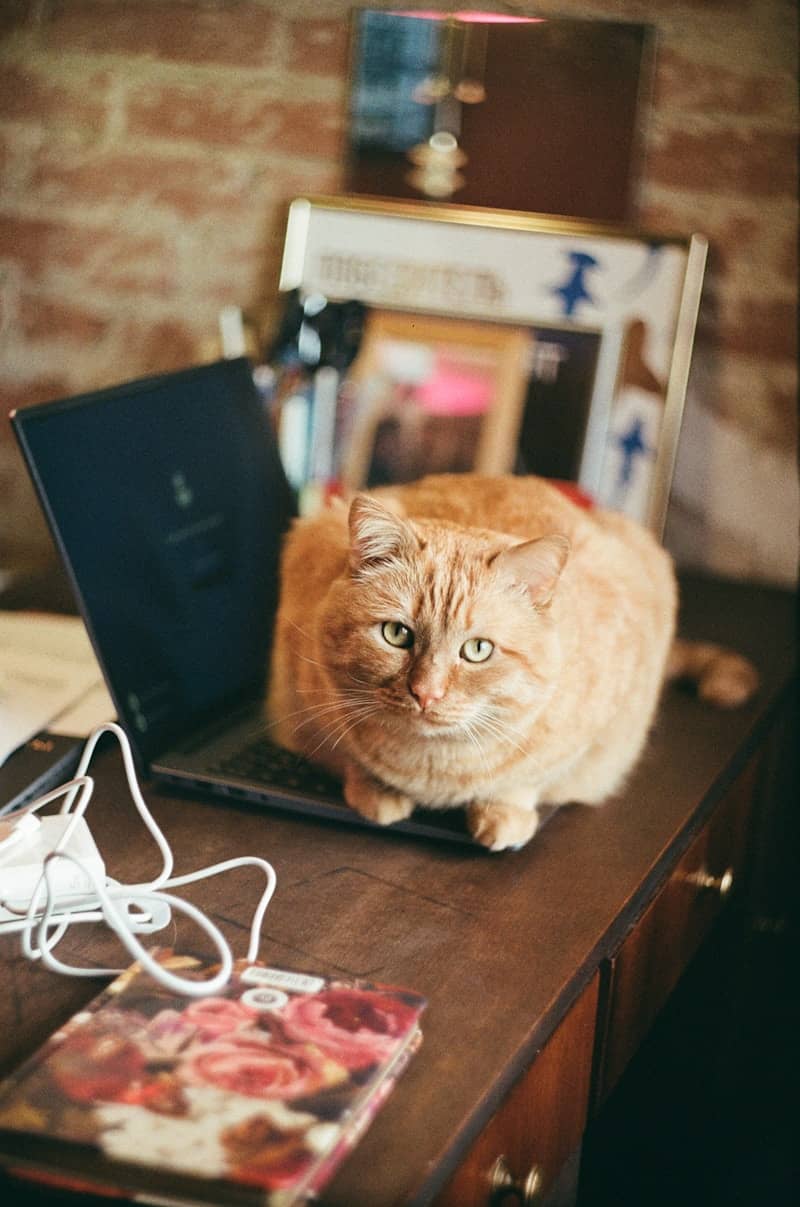 An orange cat sits on a laptop keyboard.