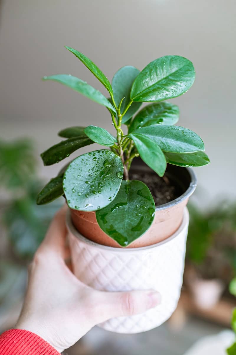 A hand holds a small potted plant.
