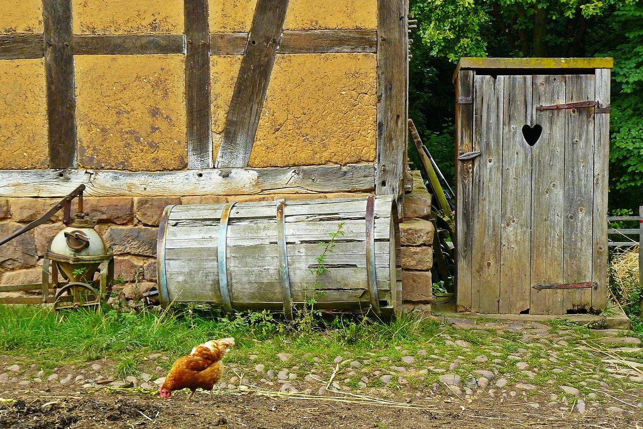 a chicken in the yard