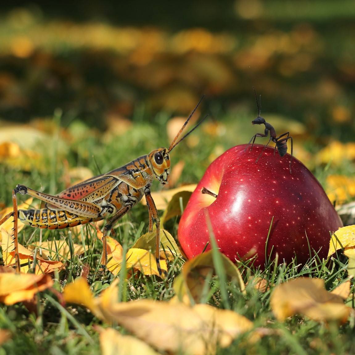 the grasshopper and the ant