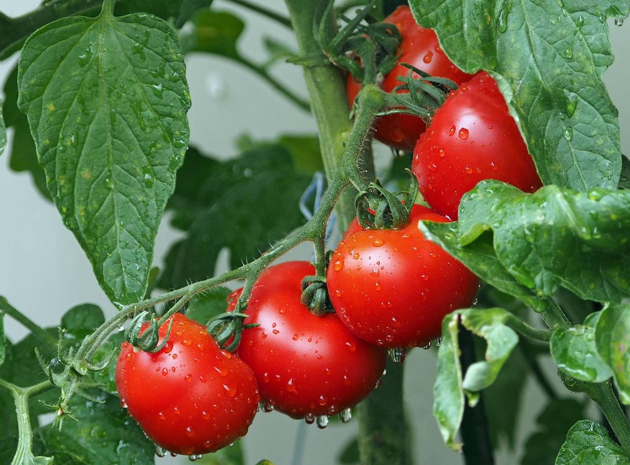 Sweet 100 cherry tomato