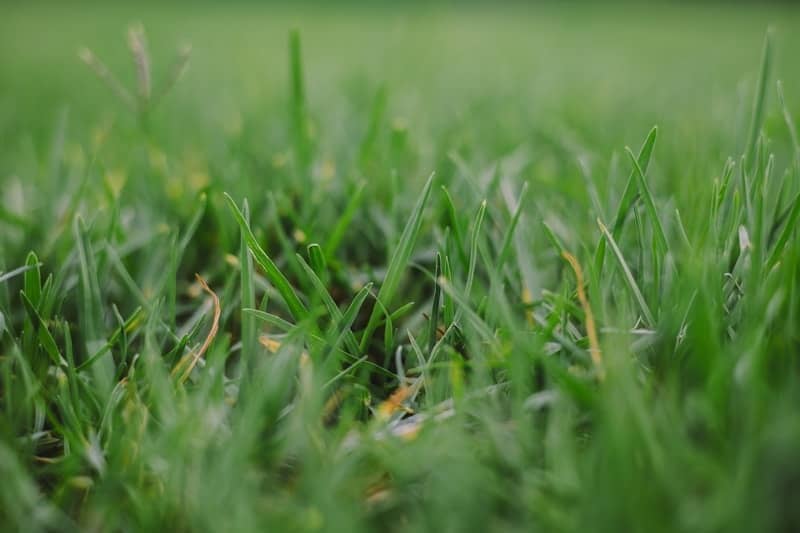 Close-up view of lush green grass blades