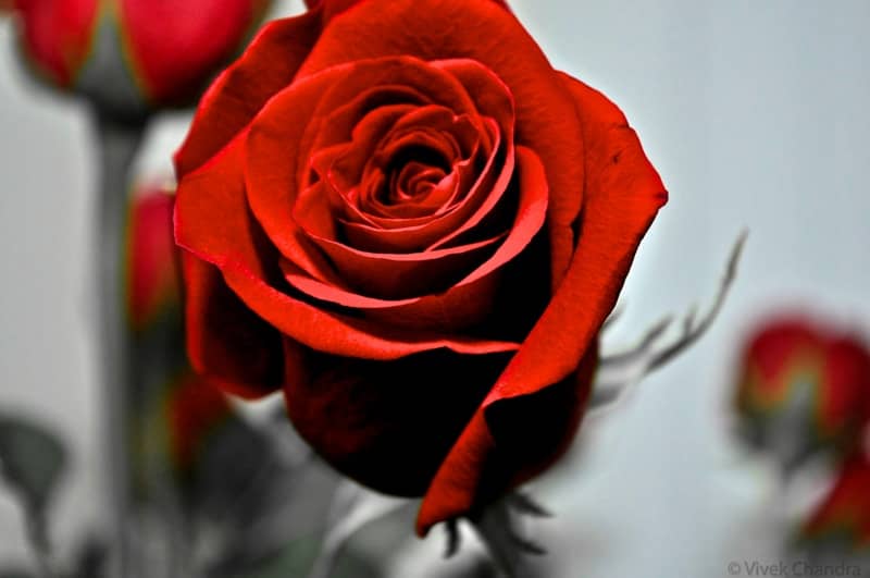 A close up of a single red rose