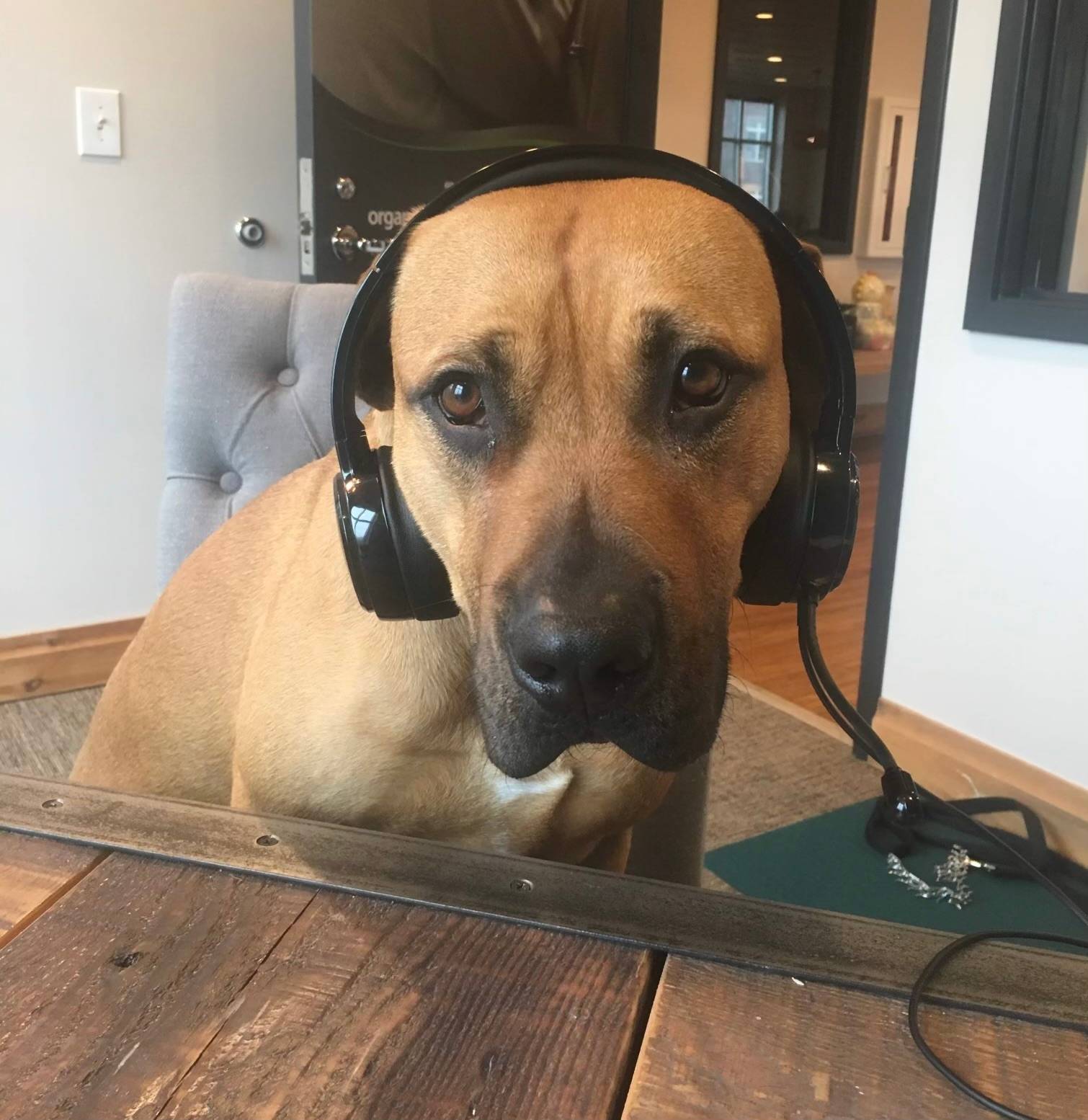 Totten tuning into music