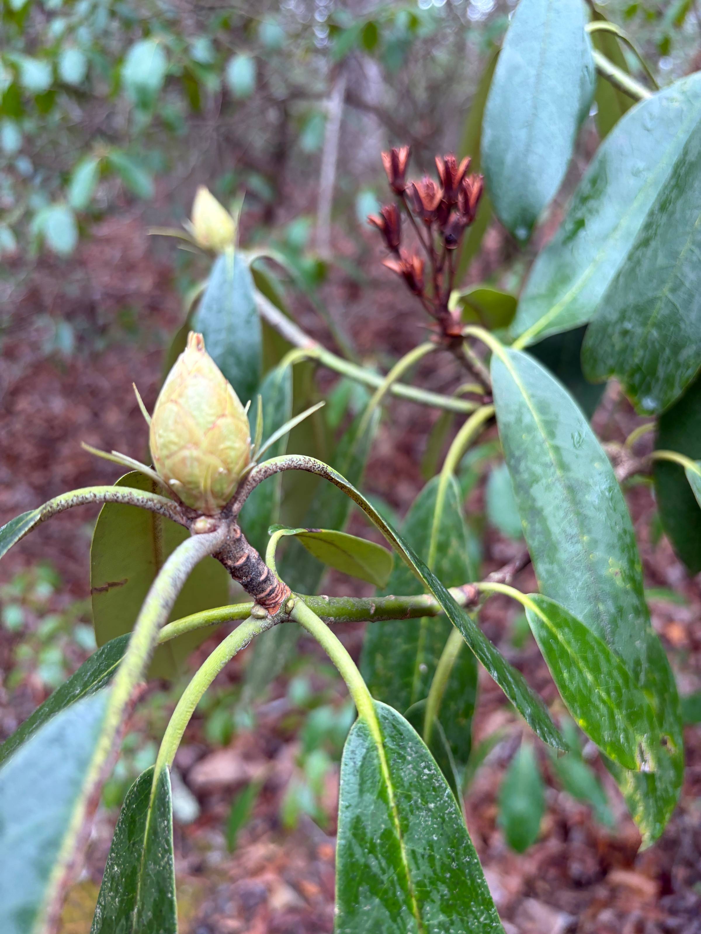 Spring is budding