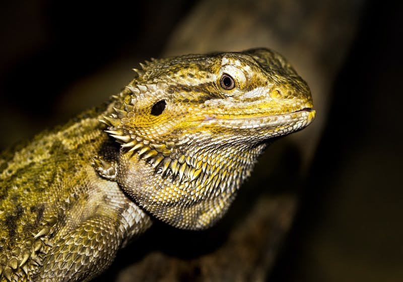 close-up photography of green iguana