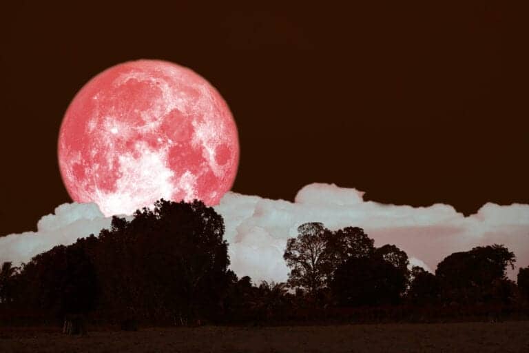 Pink Moon Image