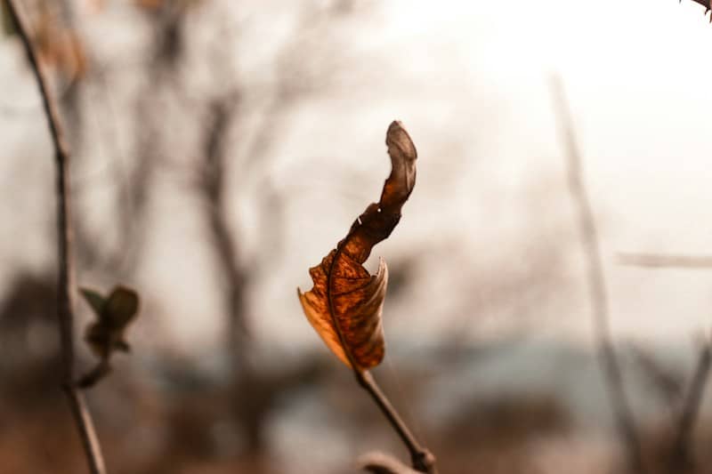 A single dried brown leaf on a thin branch against a soft blurred background
