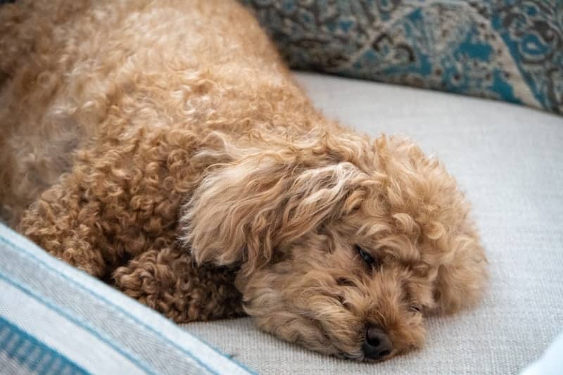 A fluffy poodle dog rests on a couch.