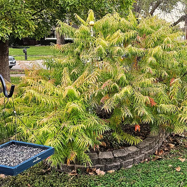 Sumac
