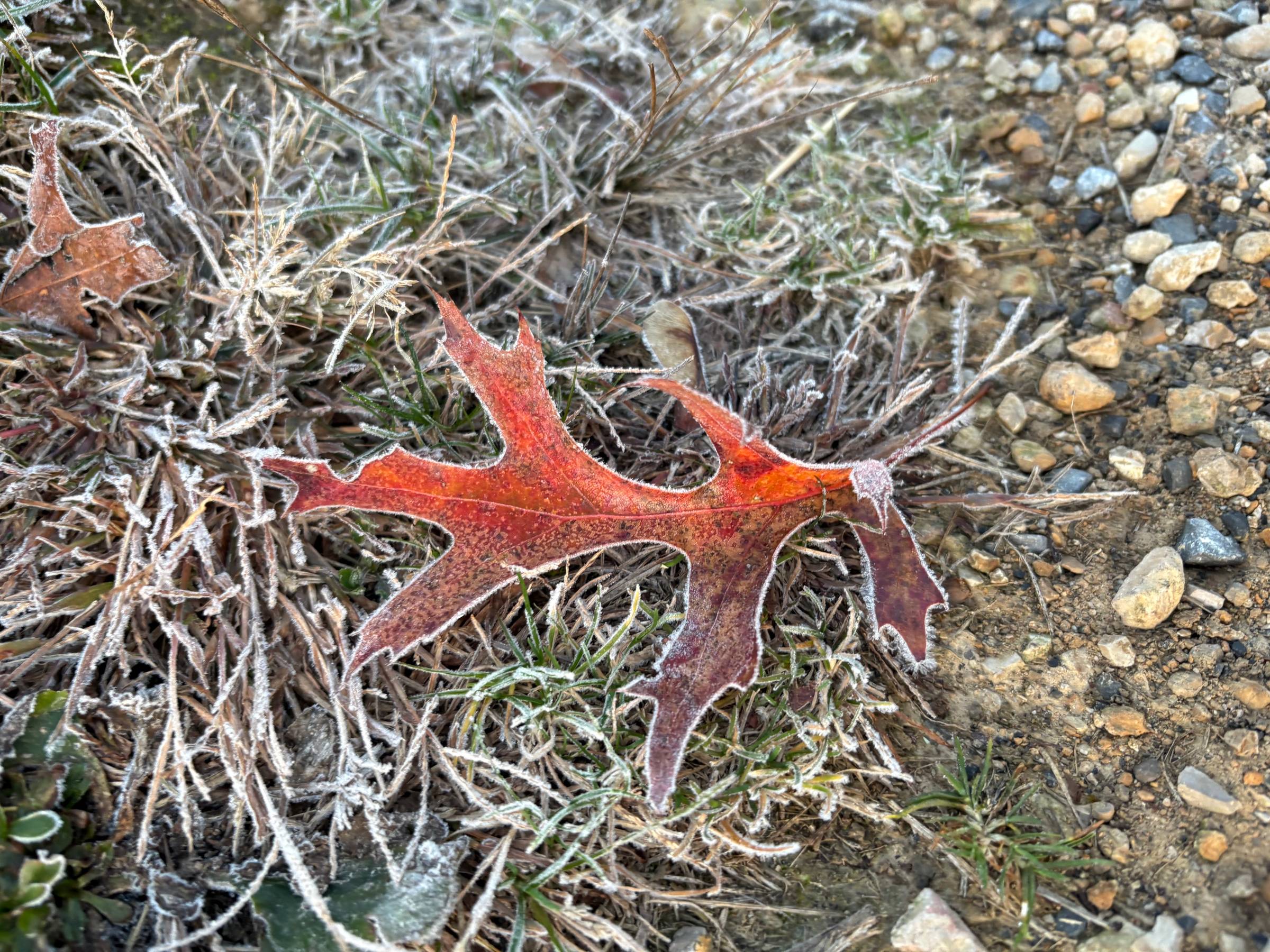 A red oak leaf sits on heavily frosted grass, beside a gravel path.