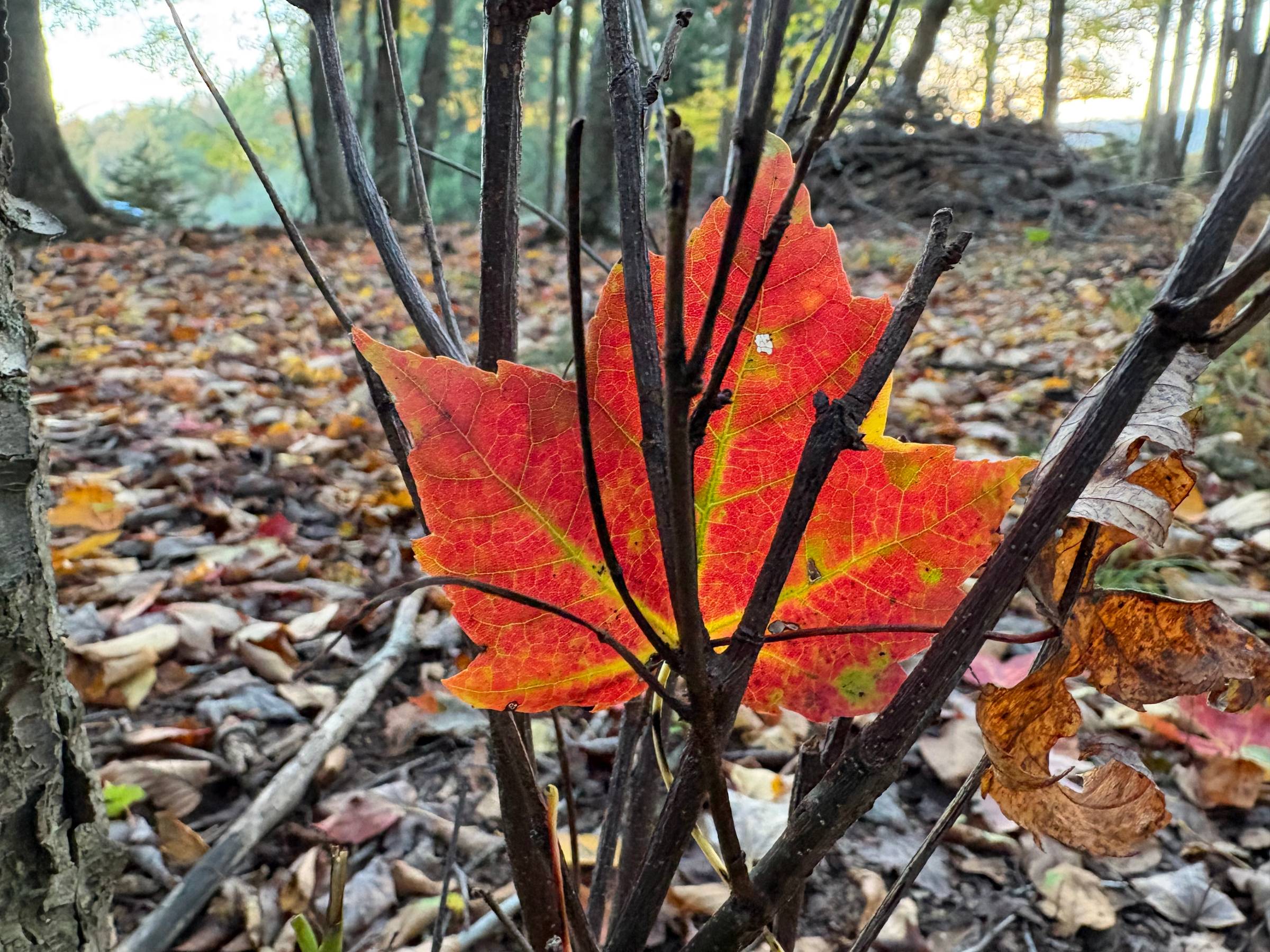 A single red-orange maple leaf with yellow-green veins, caught among thin, dark, bare stems in the foreground. Behind it, the forest floor is carpeted with fallen brown and orange leaves, with tree trunks and low, golden light in the distance.