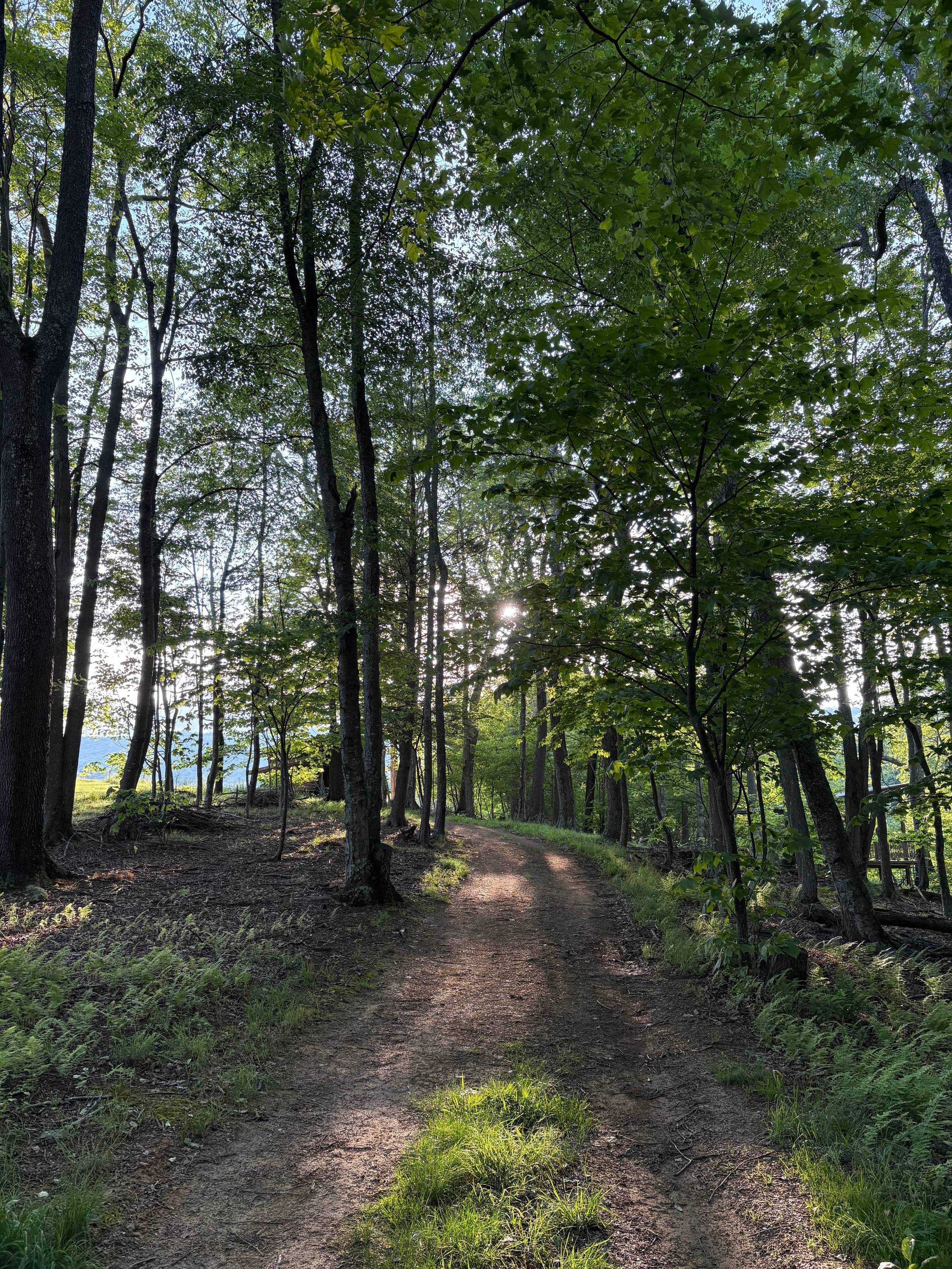 A tranquil forest clearing with soft sunlight filtering through leafy trees. Lush green ferns and undergrowth fill the foreground, evoking a sense of quiet presence, rootedness, and natural support.