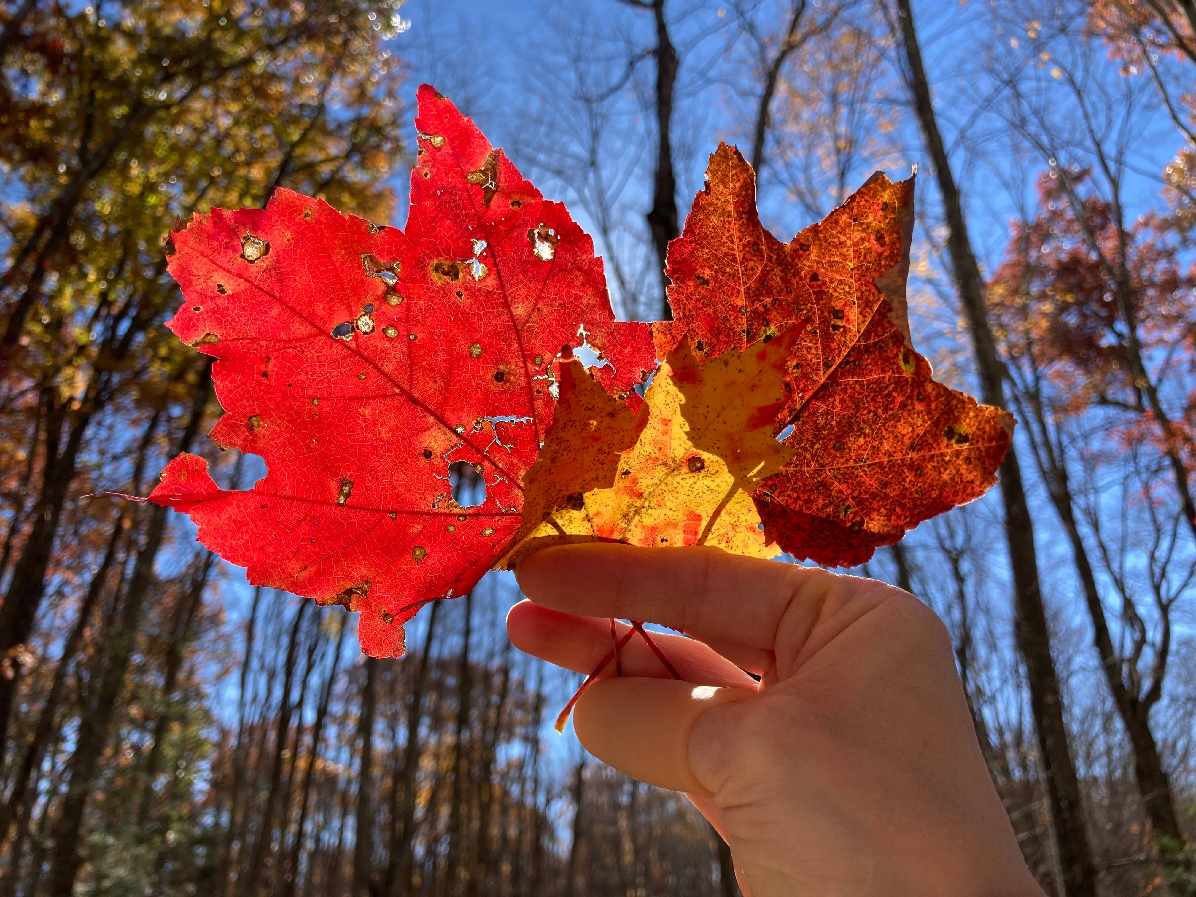 Three maple leaves, red, yellow, and brownish red, are held up against the sun. In the background the blue sky is visible through the bare limbs of trees in the forest.