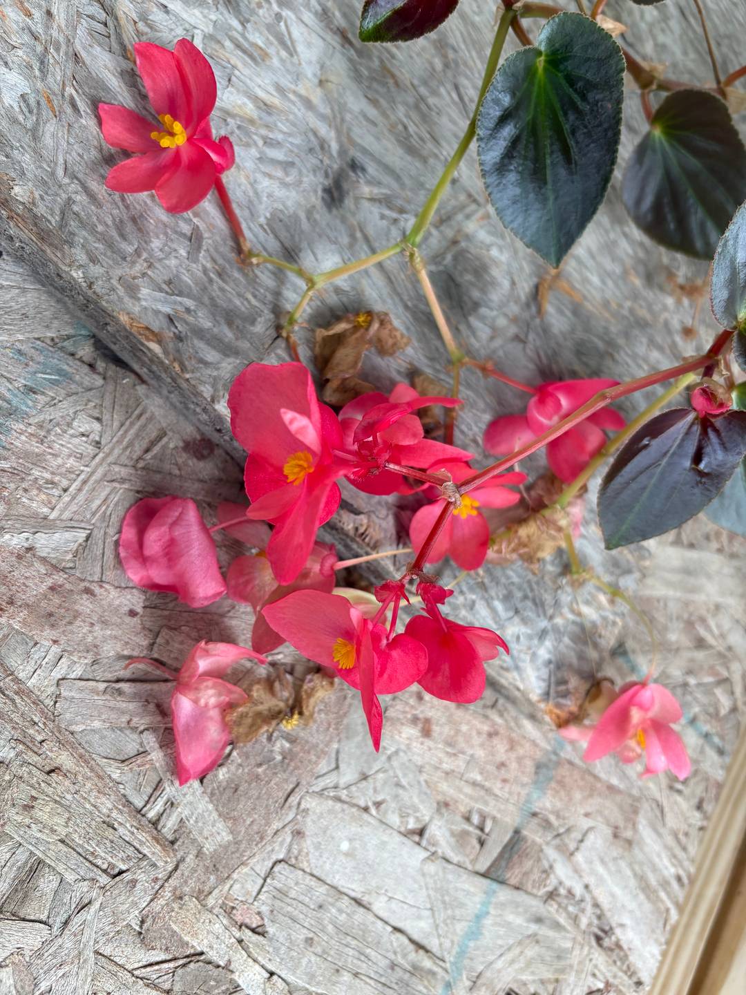 A stem of a begonia plant with vibrant pink flowers and dark green leaves.