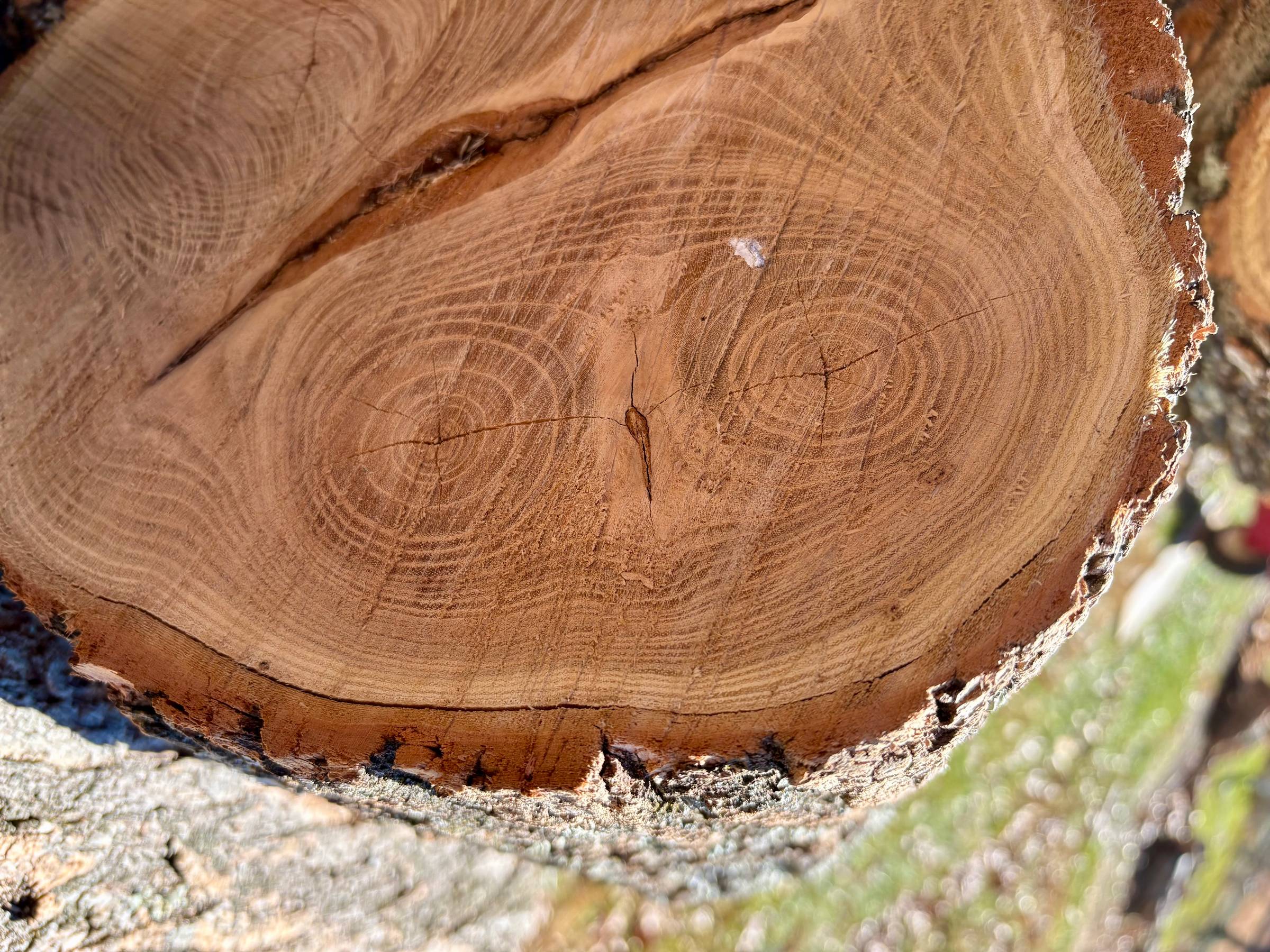 Close-up photo of a cross-section of a split log, revealing concentric tree rings. At the center, the natural grain of the wood forms a shape resembling an owl’s face — two dark, round eyes and a beak-like crack — appearing as if the owl is emerging from within the spiral.