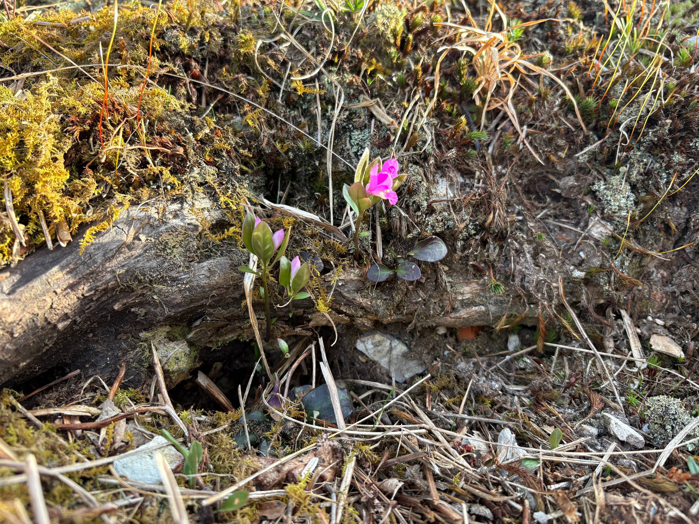 Pink wildflowers (Fringed polygala) bloom against a weathered fallen log, surrounded by moss, rocks, and last year's leaf litter on an Appalachian hillside in early spring.