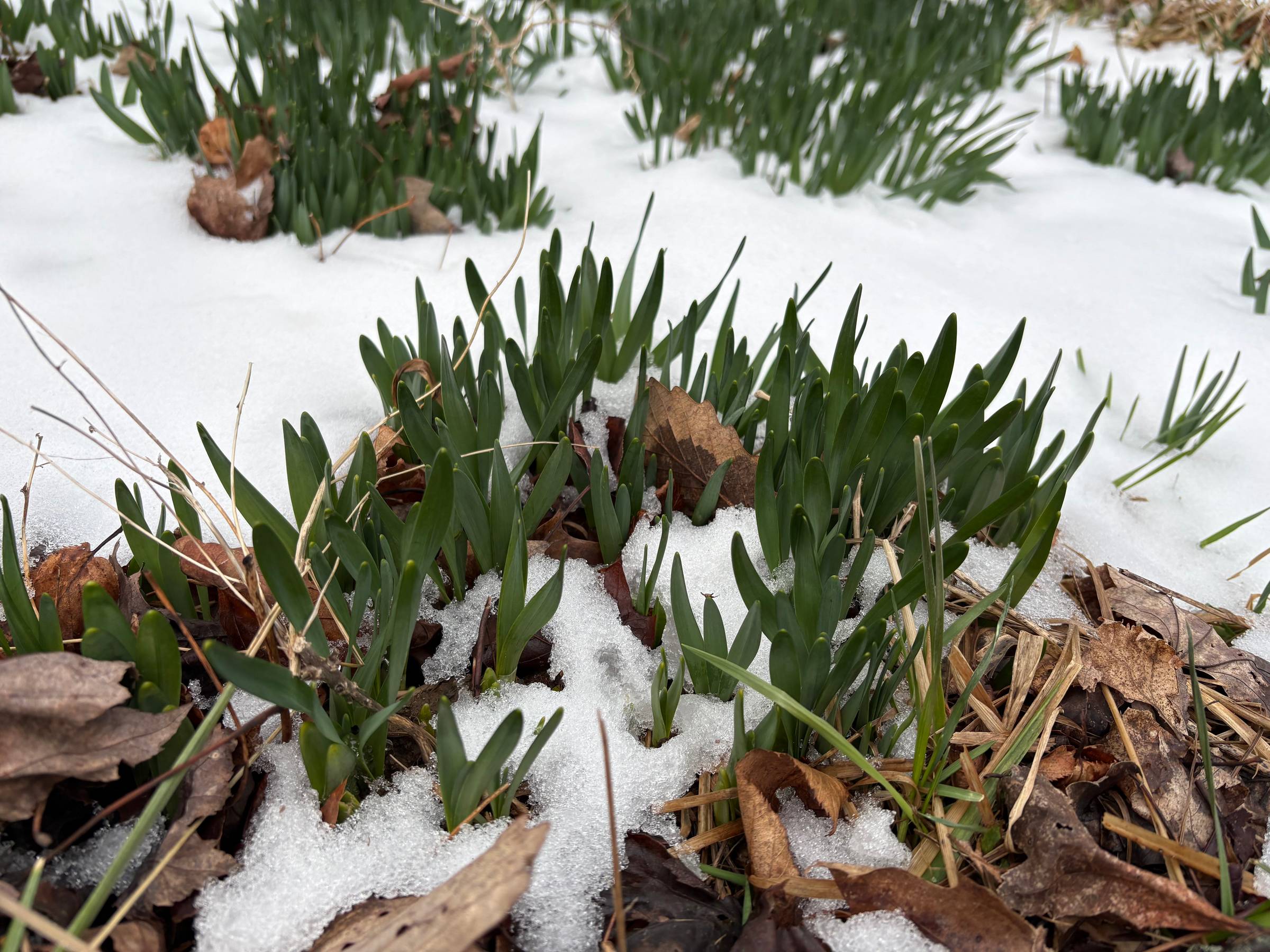 Daffodil shoots pushing up through a light layer of snow, surrounded by dead leaves and brown earth — the first green of early spring emerging before winter has fully released its hold.