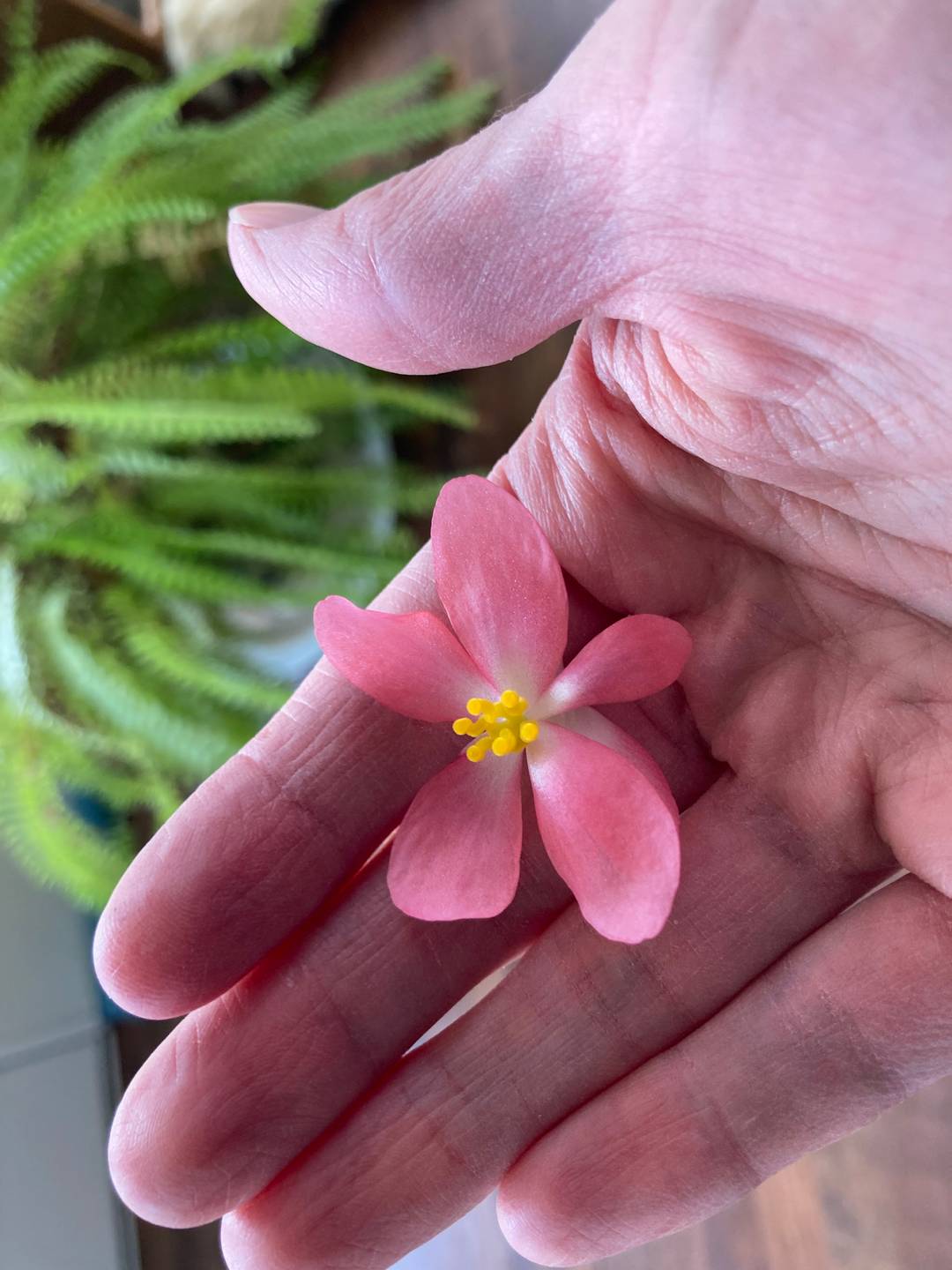 A light pink begonia flower, held in an outstretched palm.