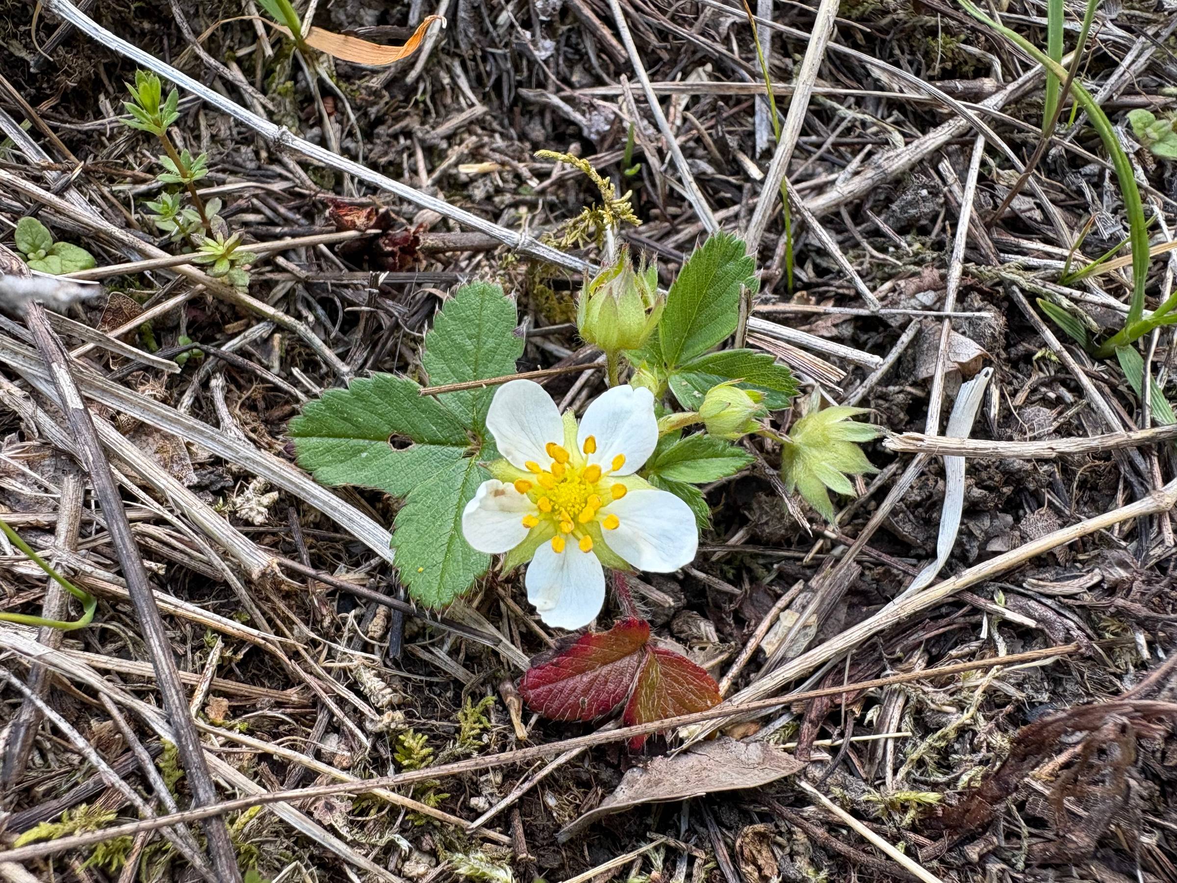Close-up photo of a wild strawberry plant growing among dried grass and moss, with a small white flower and new green buds.
