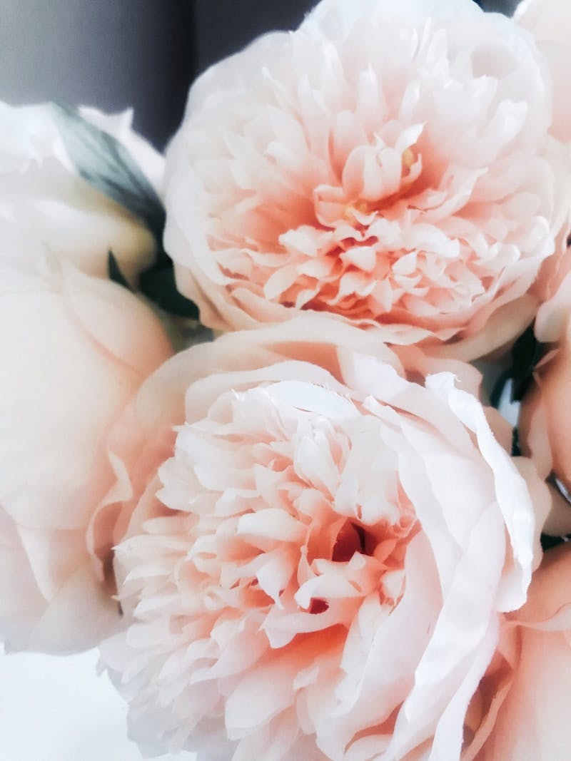 pink and white flower in close up photography