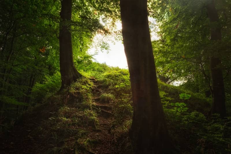 The sun is shining through the trees in the forest
