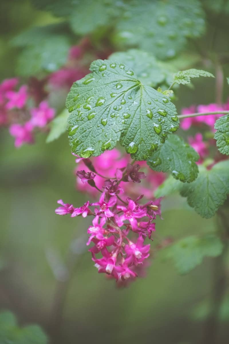Pink flowers and wet leaves in springtime.