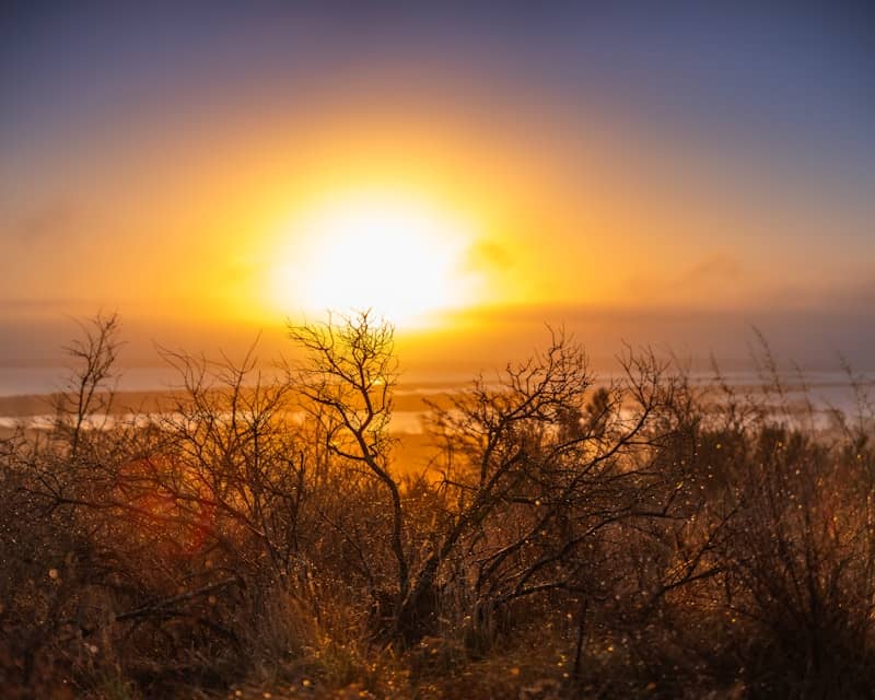 The sun is setting over the ocean and trees